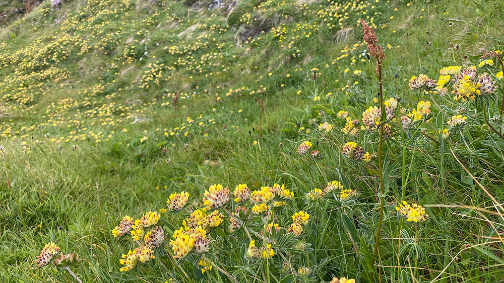 kidney vetch